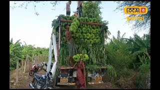 एमपी के इस जिले में स्थित है देश की सबसे बड़ी केला मंडी, रोजाना 200 ट्रक केला जाता है बाहर