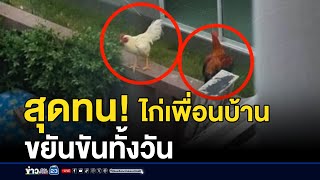 หนุ่มสุดทน เพื่อนบ้านเลี้ยงไก่ขยันขันทั้งวัน  | ติ่งชงจงเสิร์ฟ | 20 มกราคม 2568