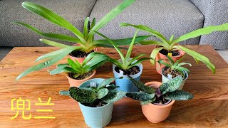 我的八棵兜兰Update on My Paphiopedilum Collection