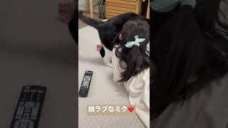 構って欲しい猫🐈 ⁡ #猫  #cat #仔猫 #雑種猫 #多頭飼い #ハチワレ #保護猫達の日常 #ハチワレハッチ #子猫 #kitten #kittens  #保護猫