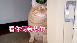 肥猫在门口看着爸爸搂着小猫咪亲热落寞地扭头走了！#胖橘猫 #梨花猫小可爱 #红心木瓜软糯清甜