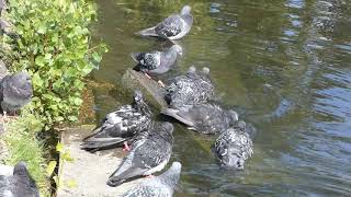 The pigeons' bathing place