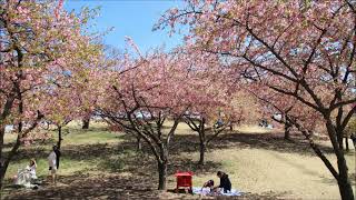 河津桜・伊勢崎市民の森公園2022 0320 BGM Guitar By ｋ.Okabe いつか王子様が