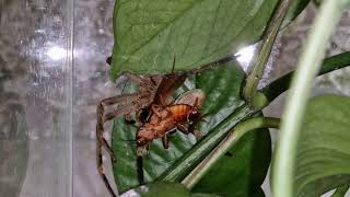 Feeding of a Brazilian Wandering Spider (Phoneutria fera)