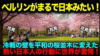 【海外の反応】「誰も寄りつかない場所に…」ベルリンの壁跡に9000本の桜を植えた日本人の衝撃的な行動に世界が涙