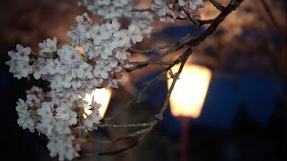 穴水町 能登鹿島駅『夜桜 能登さくら駅』2022/04/11