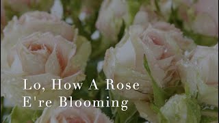 131 SDA Hymn - Lo, How A Rose E're Blooming (Singing w/ Lyrics)