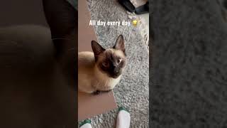 Siamese cat loud meowing. Most talkative cat #like #subscribe #siamese 🤷🏽🐈‍⬛😺❤️