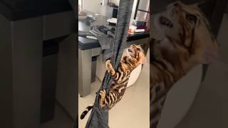 Bengal Cat Personality