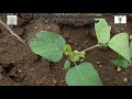 Stem fly management in Soybean+ ICAR KVK Bidar