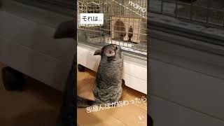 勝手にお家に帰るチンチラ…🐾《chinchilla》