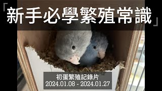 Pacific Parrotlets/太平洋鸚鵡  分享鸚鵡繁殖準備及親鳥間秘密大公開