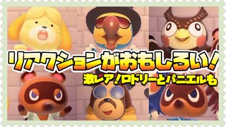 【あつ森】施設キャラのリアクション集！今だけ見れるロドリーとパニエルも！【あつまれどうぶつの森】【小ネタ】