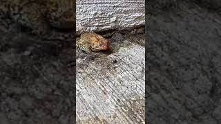 Small frog eats fly in slow motion