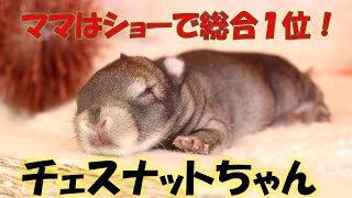 【ママは総合1位！】チェスナットのネザーちゃん