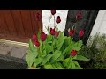 beautiful tulips update on planting in the green results