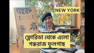 ফ্লোরিডা থেকে এলো গন্ধরাজ II ONLINE BUYING -JASMINE FLOWER FROM FLORIDA, New York II Unboxing Plant