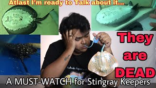 STINGRAYS DIED || AROWANA TANKMATE || WHY DID STINGRAY DIE? || MOTORO STINGRAY || BLACK DIAMOND RAY