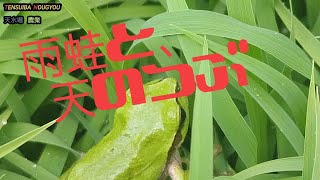 水稲苗作り、天のつぶ！田植え前まで、焼けました。‼️