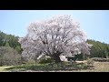 群馬県の県天然記念物「天王桜」が満開。花見客を魅了してます。