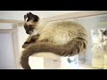 マニアックな猫カフェ 猫の屋おでんさんから 関西猫カフェめぐり 配信【第7回】