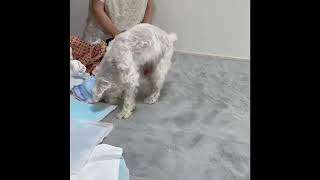 犬の整体研究所　施術のビフォーアフター　事例４