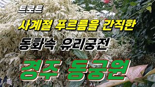 경주동궁원트로트 사계절 푸르름을 간직한 동화속 유리궁전 경주 동궁원