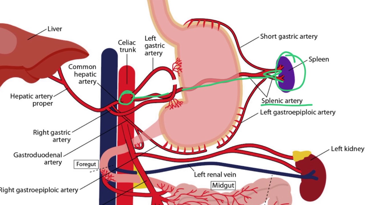 Gastrointestinal Arteries For The USMLE Step 1 - YouTube