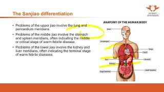 230. UJ online lectures:69 Diagnostics  Sanjiao Pattern Differentiation