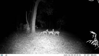 trailcam 2024/2025 deerseason thanksgiving weekend.