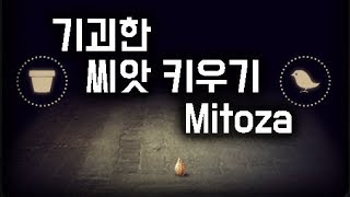 【미토자】 신박하고 징그러운 씨앗키우기 - Mitoza 【매드해터】