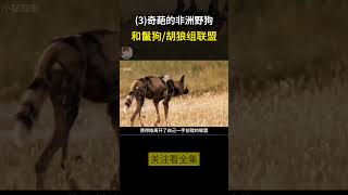 (3)奇葩的野狗姑娘，領導鬣狗和胡狼一起維生 #野生動物 #野生動物 #動物世界#Wild dog