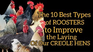 The 10 Best Rooster Breeds for Improving the Laying Ability of Your Creole Hens' Offspring