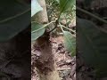 mango grows on papaya tree garden gardenfarm farmer plant shorts