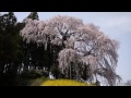 合戦場のしだれ桜　2012年　福島県二本松市岩代