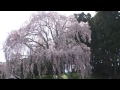 合戦場のしだれ桜　2012年　福島県二本松市岩代