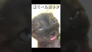 猫ミーム元ネタ\u0026素材 寝ぼけLv.100猫ver #猫ミーム #猫 #cat #起きなければいけないという葛藤