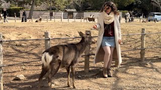 美しい鹿と触れ合いを楽しむ外国人観光客🫎