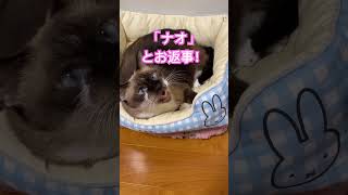 ナオのお返事 #保護猫 #かわいい