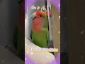 大好きなお姉ちゃんと一緒に歌うキーちゃん shorts コザクラインコ lovebirds