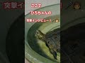 秒で終わった突撃インタビュー！ short 亀 ペット 可愛い バズる ウンキュウ 流行る 人気 turtle 爬虫類 かめ インタビュー 突撃 面白い 爆笑