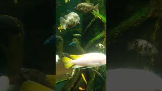 Support @pachaithamizhanfarm #fish #aquarium #fishlove #subscribers #trending #shorts #guppyfish