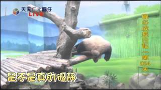 每日一圓仔--蘋果日報20151108