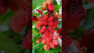 तुती Mulberry Tree: The Secret Benefits You Never Knew