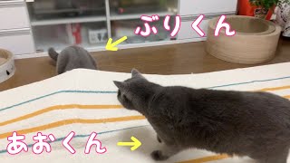 ラグにもぐろうとするぶりくん！後輩猫あおくんに注意されて諦めるのが可愛い【ブリティッシュショートヘア、ペルシャ、チンチラゴールデン、スコティッシュフォールド】