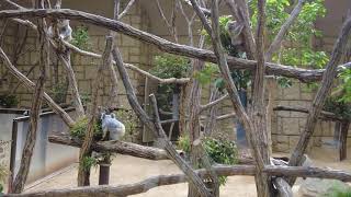 コアラもっと動いて～part2　東山動物園　4K 　きれい　可愛い　Koala　Zoo　curing　April 1st