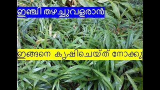 ജൈവകൃഷിയിലൂടെ എങ്ങനെ മികച്ചരീതിയിൽ  ഇഞ്ചിക്കൃഷിനടത്താം #Ginger #winsupport #win #support #krishi