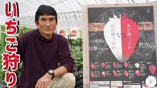 「いちご栽培 いちご農家」今シーズンのいちご狩りハウスをご紹介！