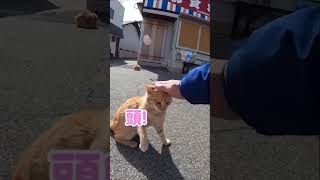 撫でようとしたら腕を掴んで頭を擦り付けてきた甘えんぼ猫#shorts