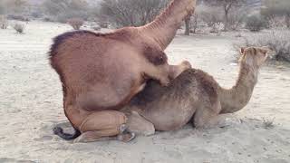 Mxtube.net :: camel sex Mp4 3GP Video & Mp3 Download unlimited Videos  Download
